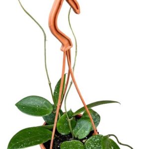 Hoya Parasitica Splash - Ø10cm - ↕cm