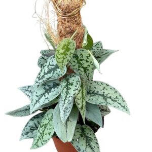 Scindapsus Silver Lady - Ø14cm - ↕50cm