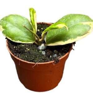 Hoya Incrassata Variegata - Ø10,5cm - ↕10cm