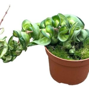Hoya Compacta Mauna Loa - Ø10,5cm - ↕cm