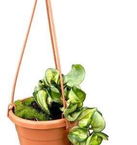 Hoya Compacta Mauna Loa - Ø10cm - ↕cm