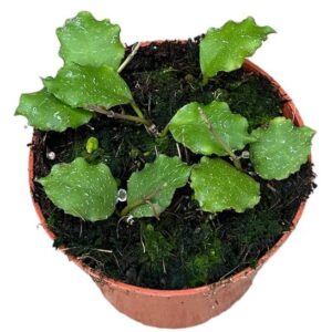 Hoya Endauensis - Ø10,5cm - ↕cm