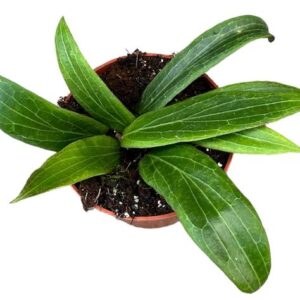 Hoya Soligamiana - Ø10,5cm - ↕cm