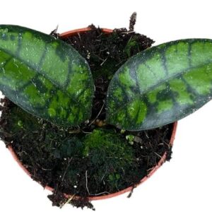 Hoya Black Cat - Ø10,5cm - ↕cm