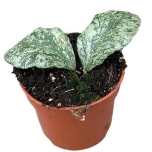 Hoya Waymaniae Kapuas - Ø10,5cm - ↕cm