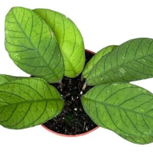 Hoya Sp Sabah - Ø10,5cm - ↕cm