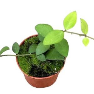 Hoya Nummularioides - Ø10,5cm - ↕cm