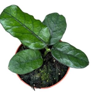 Hoya Villosa - Ø10,5cm - ↕cm