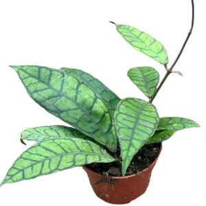 Hoya Callistophylla - Ø10,5cm - ↕cm