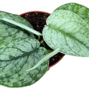 Scindapsus Silver Splash - Ø10,5cm - ↕cm