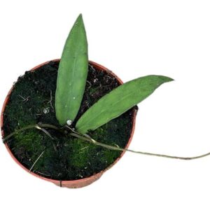 Hoya Scortechinii - Ø10,5cm - ↕cm