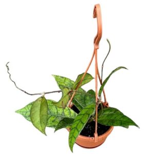 Hoya Callistophylla - Ø10cm - ↕cm