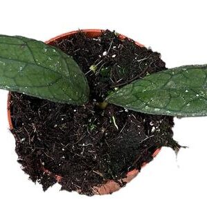 Hoya Clemensiorum Sumatra - Ø10,5cm - ↕cm