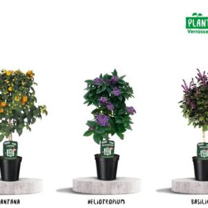 Kuipplanten Geur Mix - 3 stuks - Ø19cm - ↕75cm