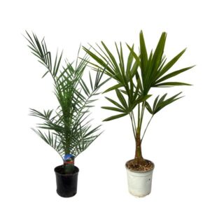 Phoenix Canariensis - 80 cm Ø15cm + Trachycarpus Fortuneii - 100 cm - Ø18cm