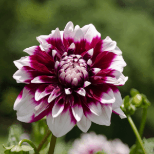 Flowerbulbs Amsterdam - Dahlia Mystery Day, Grootbloemige Uitstraling