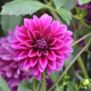 Flowerbulbs Amsterdam - Dahlia Bleu Bell, Grote Brede Bloembladen