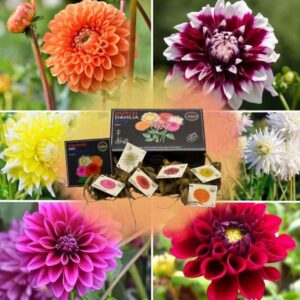Flowerbulbs Amsterdam - Luxe Box Large, set van 6 Dutch dahlia's, 2 boxen voor ruim 2 m²