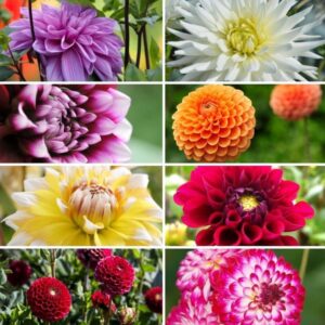 Flowerbulbs Amsterdam Super Mix - 2x pakket van 8 verschillende dahlia's, 16 stuks in totaal, 2,5 m² dahlia plezier