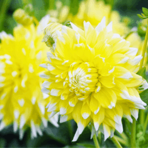 Flowerbulbs Amsterdam - 24 dahlia seattle knollen voor 4 m², grootbloemige uitstraling