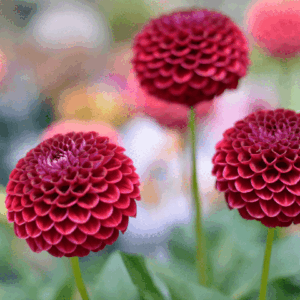 Flowerbulbs Amsterdam - 24 dahlia natal knollen voor 4 m², prachtige kogelronde bloemen
