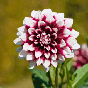 Flowerbulbs Amsterdam - 12 dahlia mystery day knollen voor 2 m², grootbloemige uitstraling