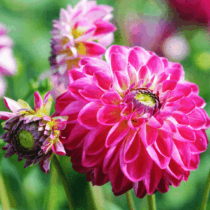 Flowerbulbs Amsterdam - 12 dahlia little robert knollen voor 2 m², ronde en opgekrulde bloemblaadjes