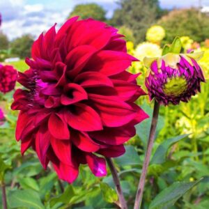Flowerbulbs Amsterdam - 12 dahlia heatwave knollen voor 2 m², grote dieprode bloemen