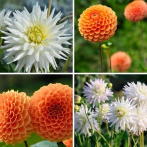Flowerbulbs Amsterdam - Mix Orange Pride, 6 Dahlia Playa Blanca & 6 Dahlia Ralphie knollen voor 2 m²