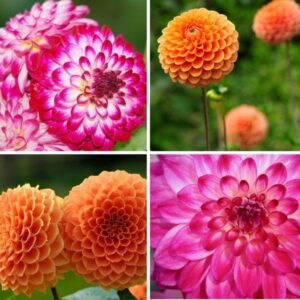 Flowerbulbs Amsterdam - Mix Pompon Splash, 12 Dahlia Little Robert & 12 Dahlia Ralphie knollen voor 4 m²