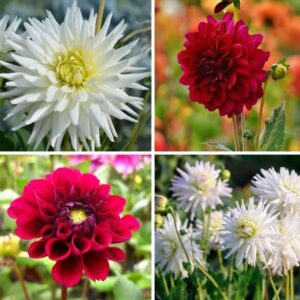 Flowerbulbs Amsterdam - Mix Romantic Beauties, 12 Dahlia Playa Blanca & 12 Dahlia Heatwave knollen voor 4 m²
