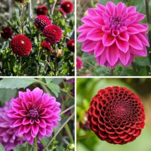 Flowerbulbs Amsterdam - Mix Gerard's Darlings, 6 Dahlia Natal & 6 Dahlia Blue Bell knollen voor 2 m²