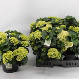Hortensia Wit P23 - Ø23cm - ↕40cm