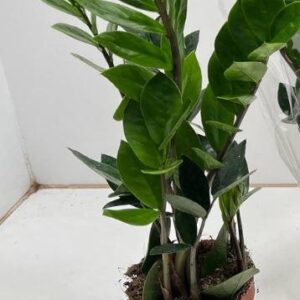 Zamioculcas - Ø12cm - ↕35cm