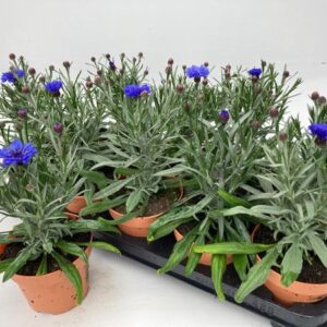 Centaurea Lookandtaste - Ø12cm - ↕30cm