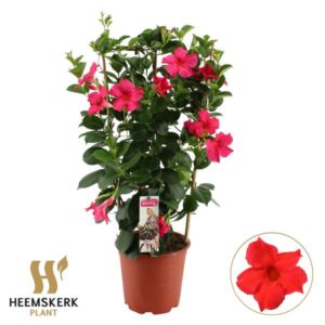 Mandevilla Summerstar Pink P19 Rek - Ø19cm - ↕75cm