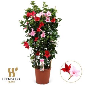 Mandevilla Duo P21 Rek - Ø21cm - ↕95cm