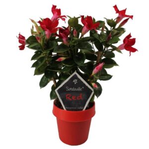 Mandevilla Sundaville Classic Red Op Rek (Dipladenia) - Ø14cm - ↕40cm