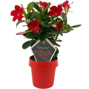 Mandevilla Sundaville Early Scarlet Op Rek (Dipladenia) - Ø14cm - ↕40cm
