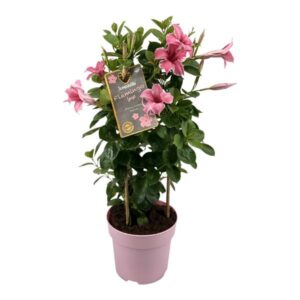 Mandevilla Sundaville Flamingo Pink In Toren (Dipladenia) - Ø17cm - ↕55cm