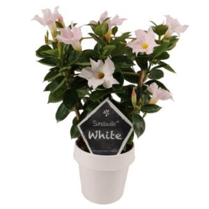 Mandevilla Sundaville White Op Rek (Dipladenia) - Ø14cm - ↕40cm