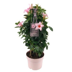 Mandevilla Sundaville Cream Pink In Toren (Dipladenia) - Ø17cm - ↕55cm