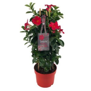 PROMO - Mandevilla Sundaville Early Scarlet In Toren (Dipladenia) - Ø17cm - ↕55cm