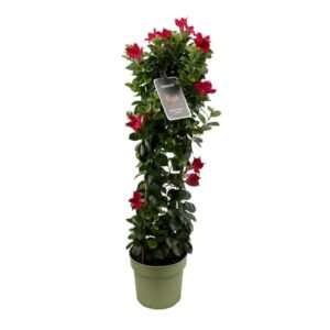 Mandevilla Sundaville Classic Red In Toren (Dipladenia) - Ø24cm - ↕95cm
