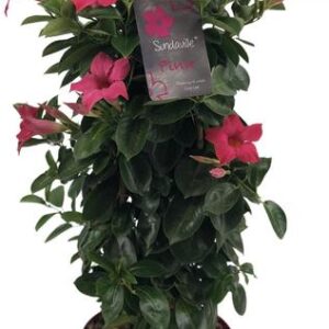 Mandevilla Sundaville Classic Pink In Toren (Dipladenia) - Ø19cm - ↕75cm