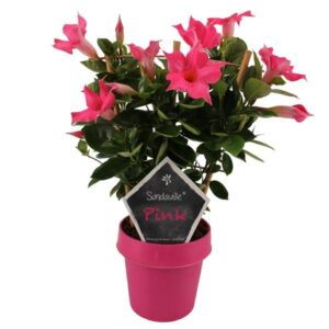 Mandevilla Sundaville Classic Pink Op Rek (Dipladenia) - Ø14cm - ↕40cm