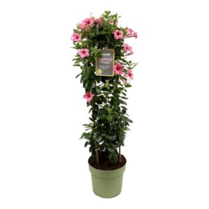 Mandevilla Sundaville Flamingo Pink In Toren (Dipladenia) - Ø24cm - ↕95cm