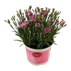Dianthus Pink Kisses 17 CM © - Ø17cm - ↕40cm
