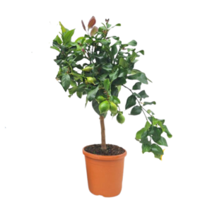 Citroen Op Stam - 1 stuk - Ø21cm - ↕75cm