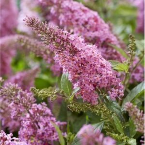 Buddleja Candy 'Little Pink' P17 (PT) - Ø17cm - ↕40cm